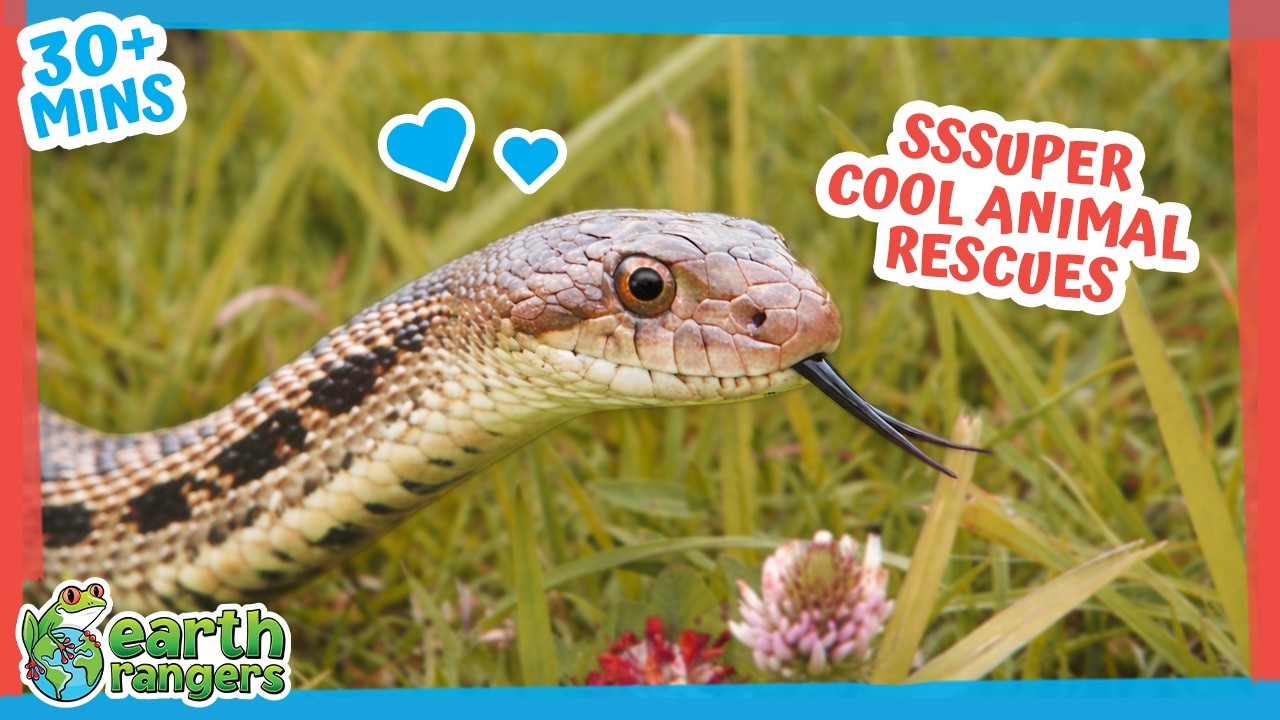 Snakes, Elephants, Kiwi + more | 30min+ of Amazing Animal Stories | Earth Rangers