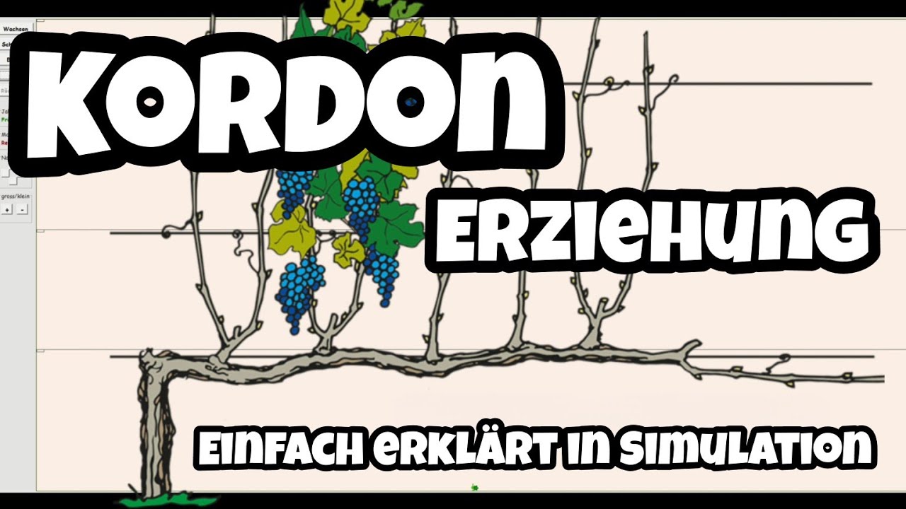 Kordon Rebschnitt in Simulation erklärt | So schneidest du deine Reben am Haus optimal!