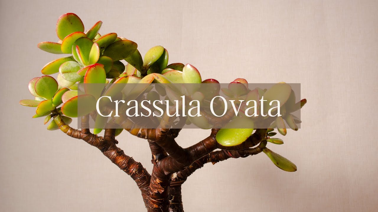 Crassula Ovata //𝐒𝐮𝐜𝐮𝐥𝐞𝐧𝐭𝐚𝐬 𝐚𝐥 𝐃𝐞𝐬𝐧𝐮𝐝𝐨 😉🌵 - 𝐄𝐩. 𝟎𝟓