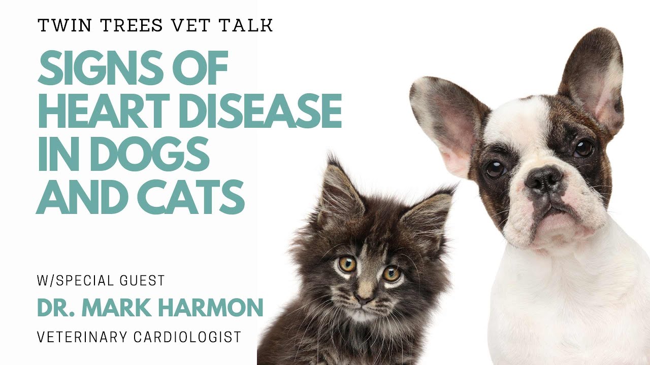 Signs Of Heart Disease In Dogs And Cats │Twin Trees Vet Talk (FREE VET ADVICE PODCAST)