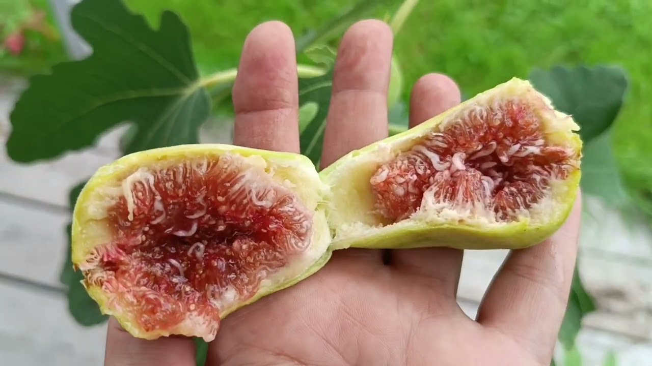 инжир Далматский