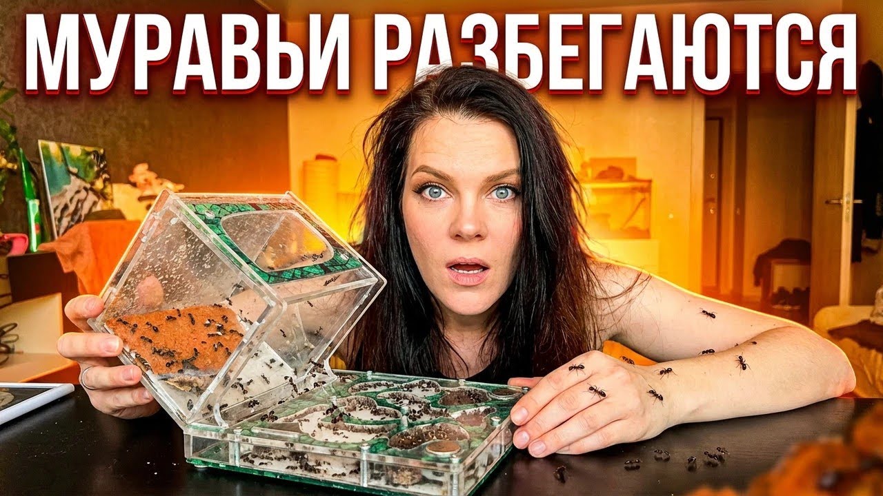 Муравьи разбегаются с муравьиной фермы. Уборка в формикарии