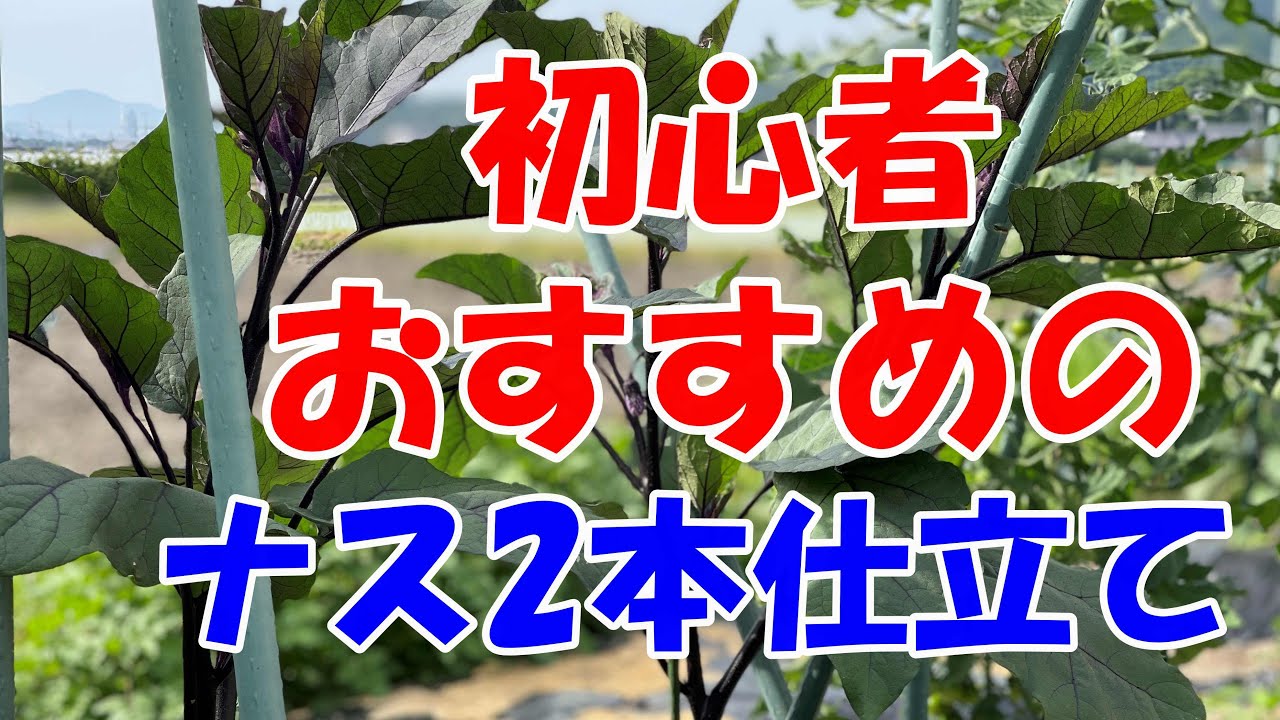ナスは2本仕立てが簡単でおすすめです！枝の成長も簡単に揃い、枝整理も容易、おまめに面積あたり一番沢山とれます。