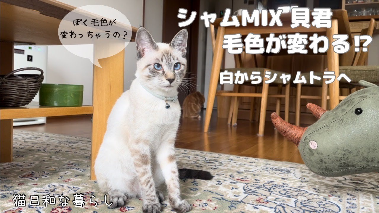 【保護子猫】シャムMIX貝君の毛色が変わる！/やっとできた2回目ワクチン/夏の家庭菜園始まる