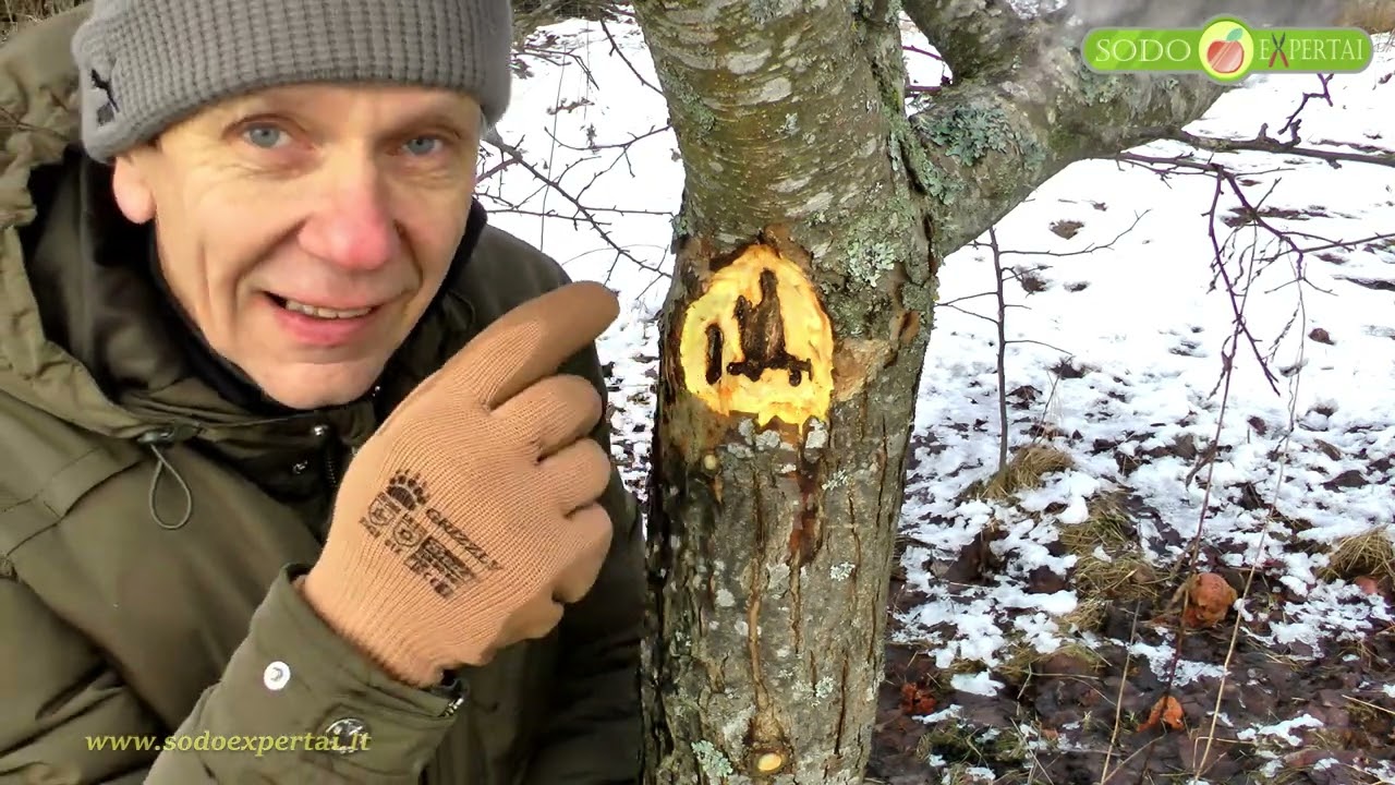 Kaip gydyti obelų vėžį?