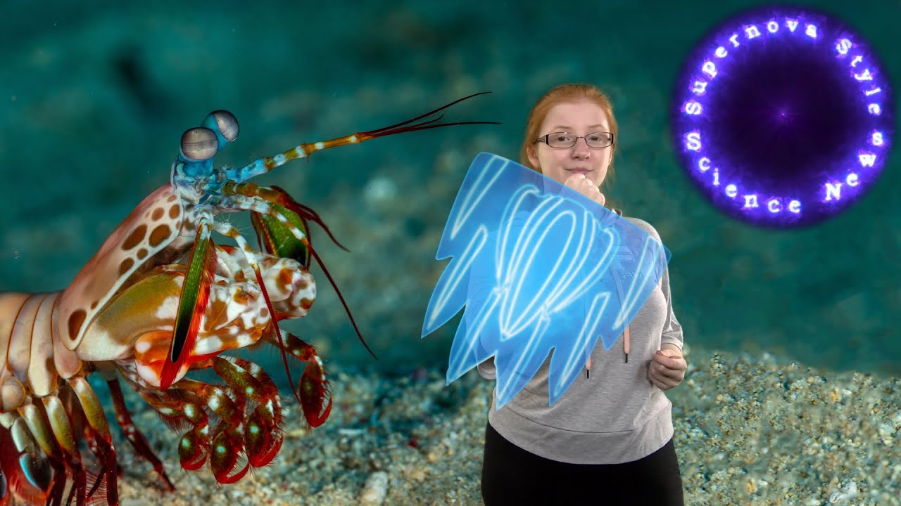 How Mantis Shrimp Protect Against World's Strongest Punch