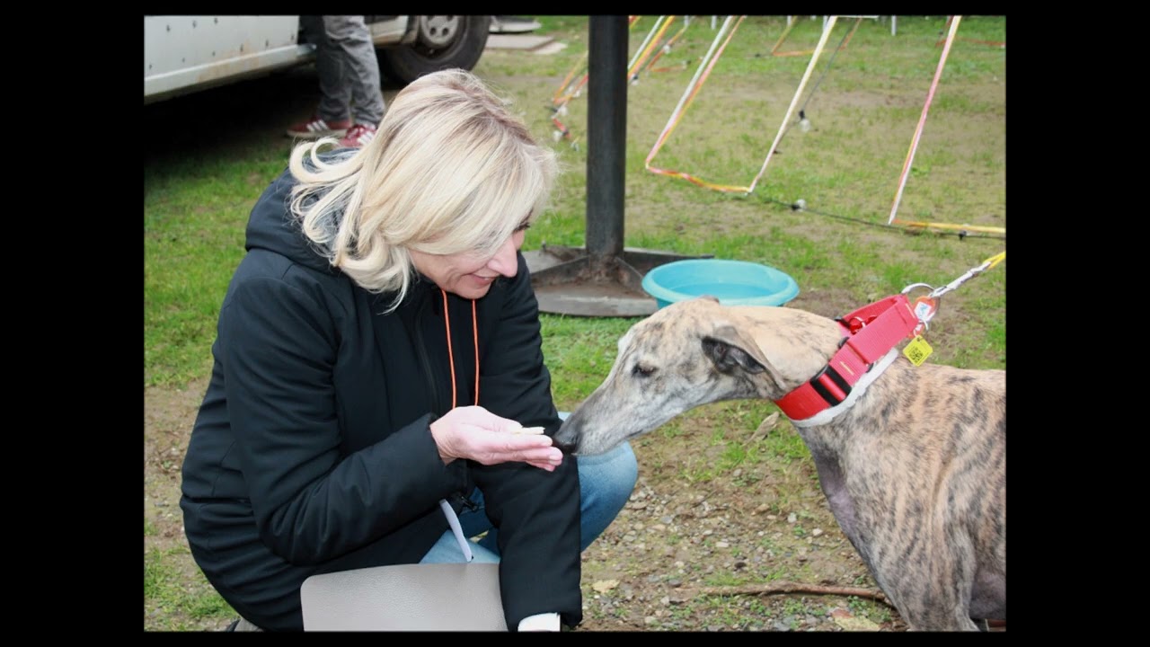 SOS Levrieri arrivo galgo e greyhound del 7 dicembre 2024.La preparazione della giornata