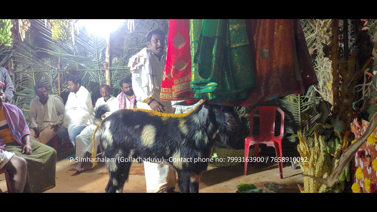 పి సింహాచలం (గొల్లచదువు)  ఫోన్: 7993163900 / 7658910092 గంగమ్మతల్లి గావు సంబరం తేదీ :09-2-2026.