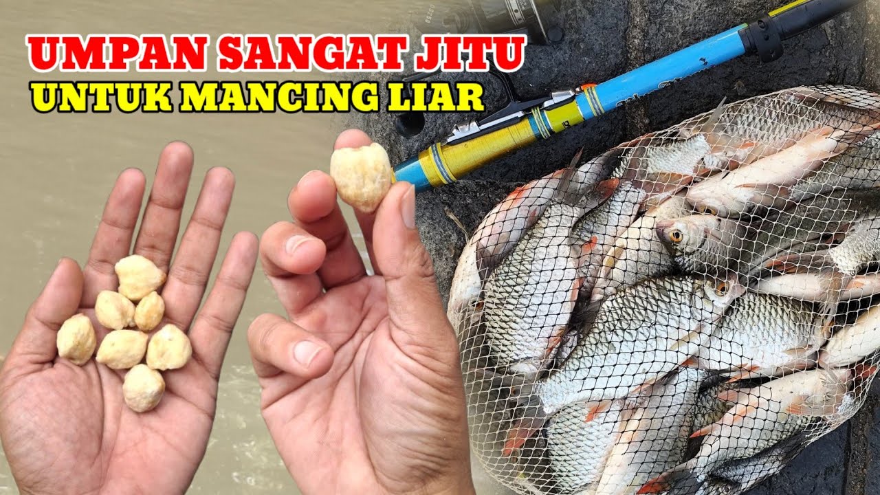 JANGAN PAKAI YANG LAIN‼️KALAU ADA UMPAN INI