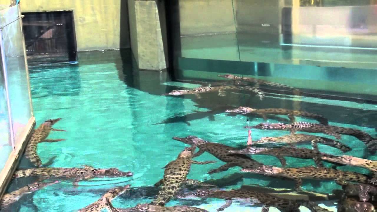 Crocosaurus Cove Crocodiles Darwin Video Tour Travel Vlog