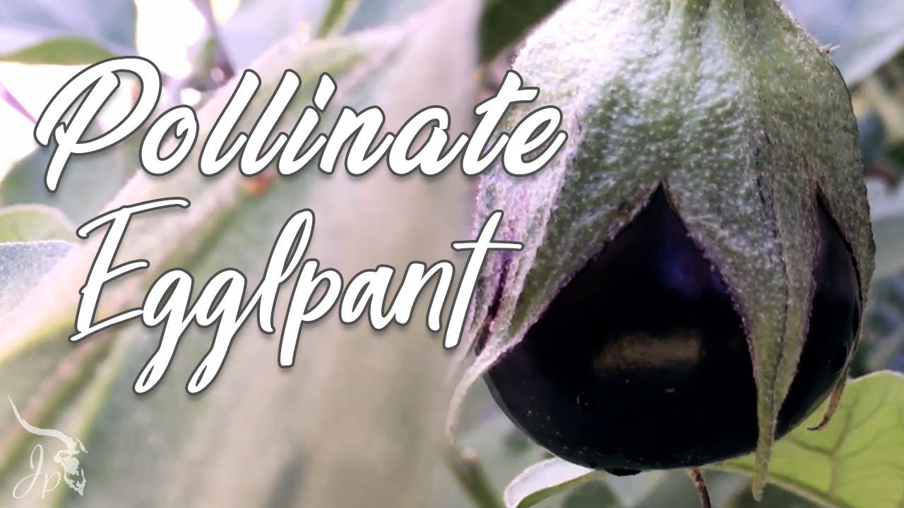 How to Pollinate Eggplant for a Better Yield!
