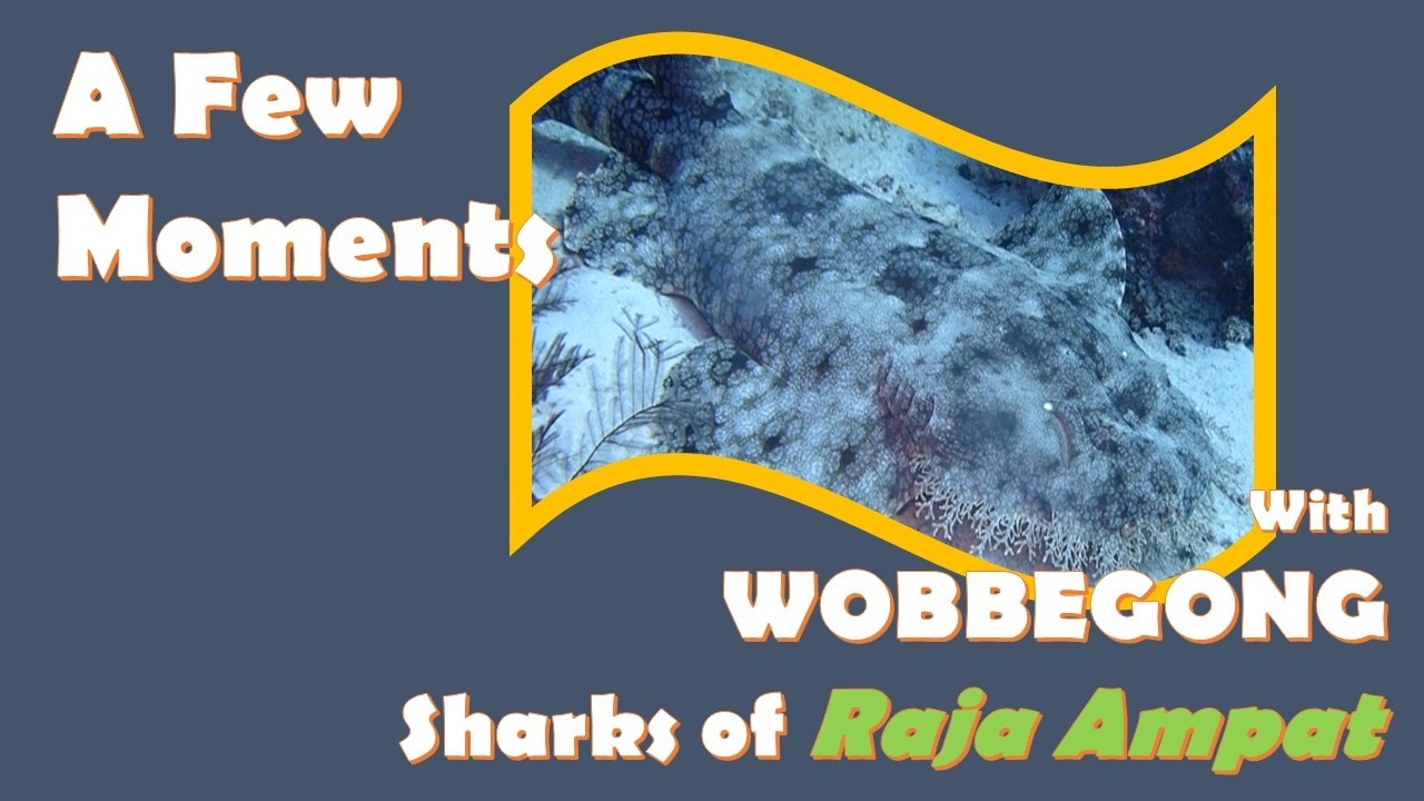 A Few Moments with Wobbegong Sharks