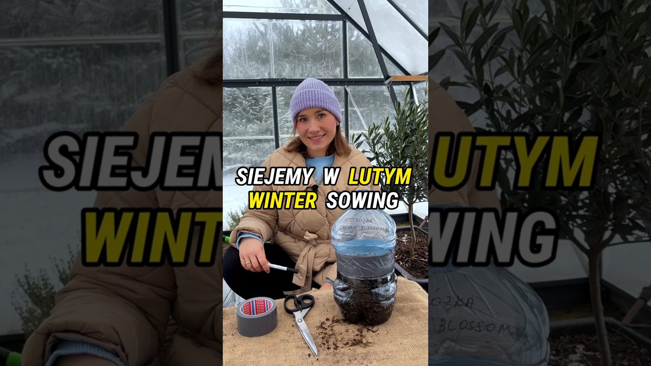 SIEJEMY w lutym czyli WINTER SOWING #ogr&oacute;d #ogr&oacute;dek #poradyogrodnicze #siew #wintersowing #byliny