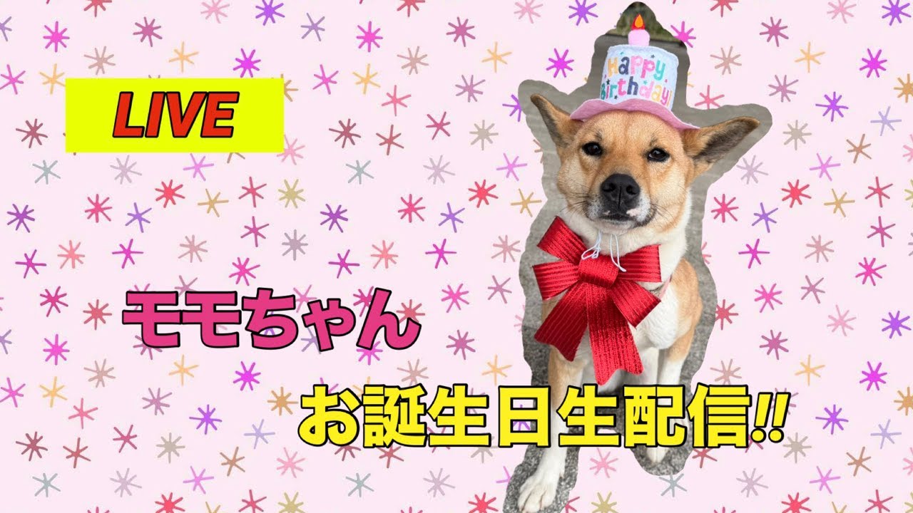 モモち2歳のお誕生日生配信！