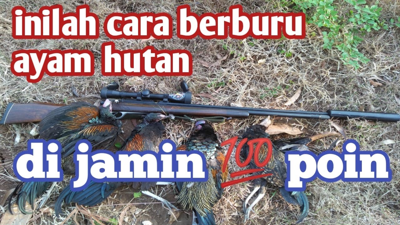 cara ampuh banget berburu ayam hutan,  ikuti cara ini pasti poin ayam hutan,