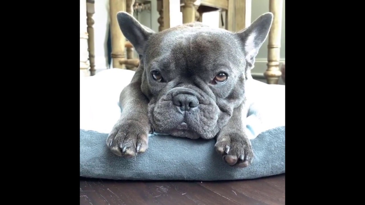 [New 2019] FluffyFace_Enzo & French Bulldogs
