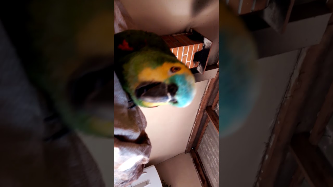 Loro chamando a v&oacute; kkk❤️