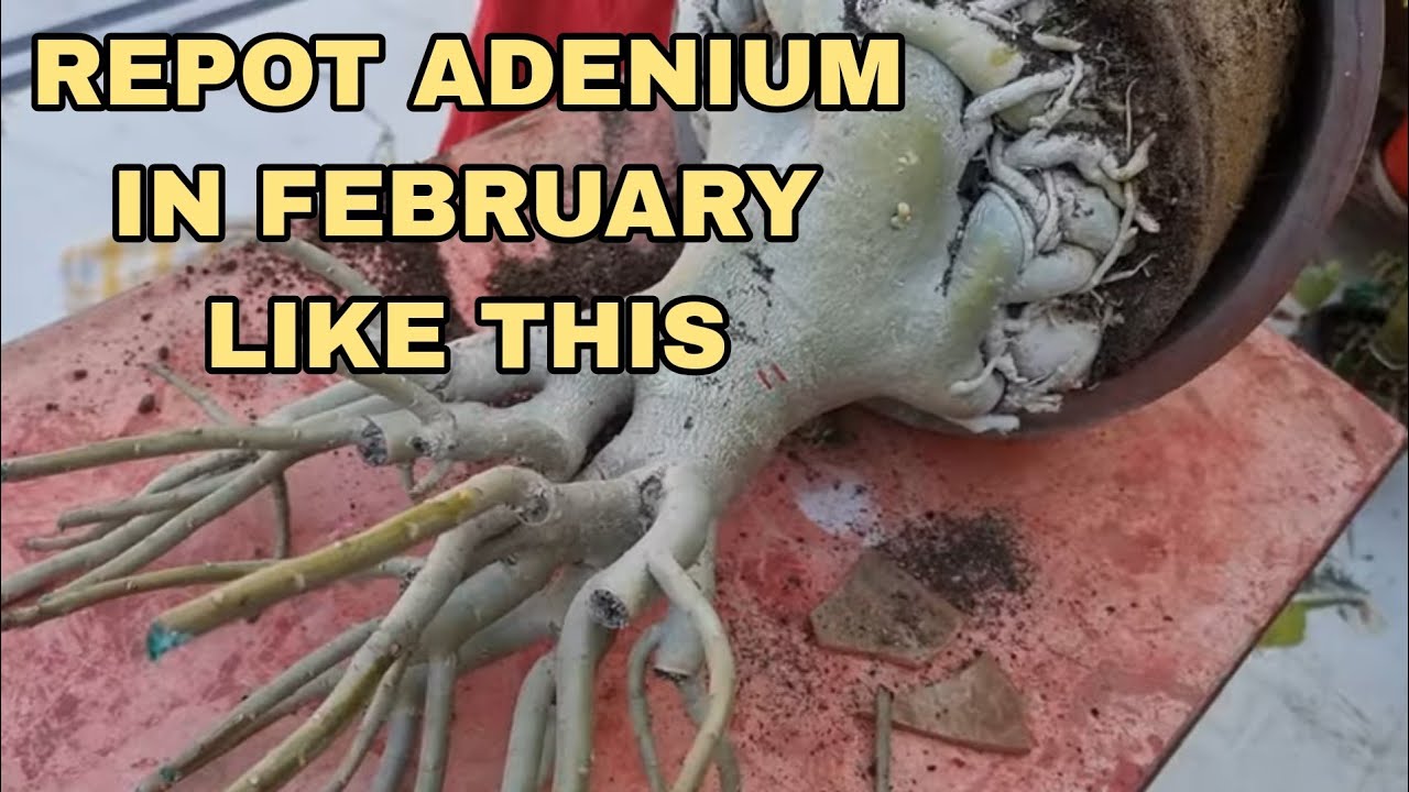 फरवरी में इस तरह करें अडेनियम की रिपोटिंग। Repot Adenium Like THIS in February || Fun Gardening