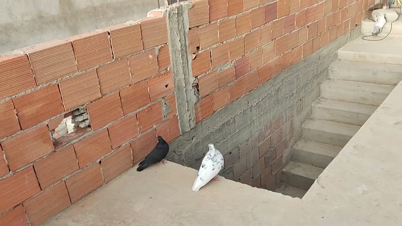 الأمير بدا كيزعم يطير 🪽⚡