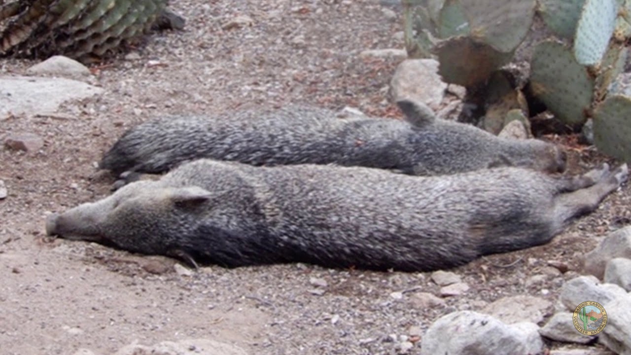 Javelina