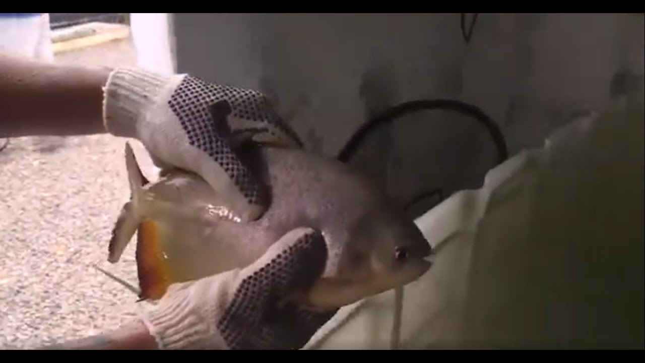 Como es la incubación de pacú en el laboratorio de River Fish