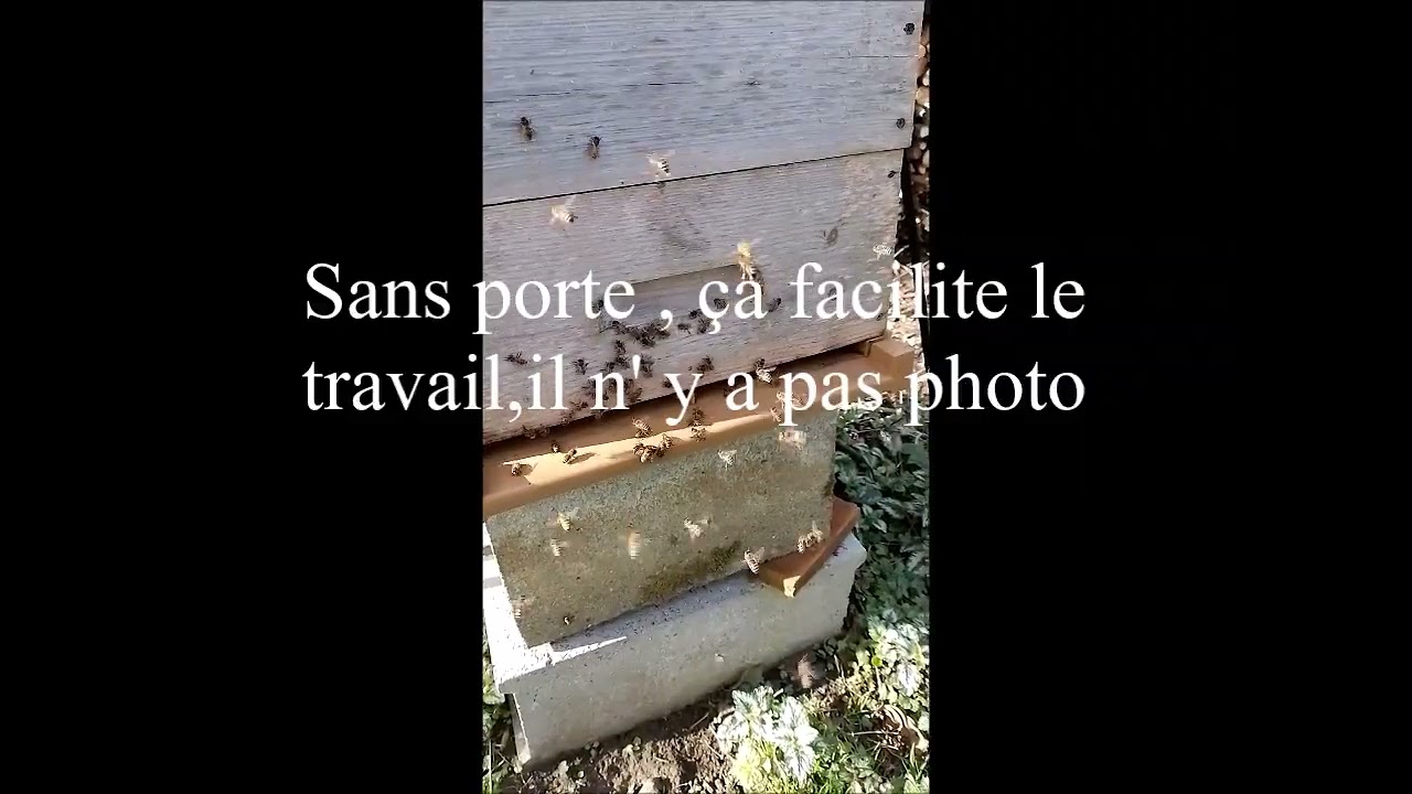 Faut-il ouvrir la porte de la ruche dès maintenant?