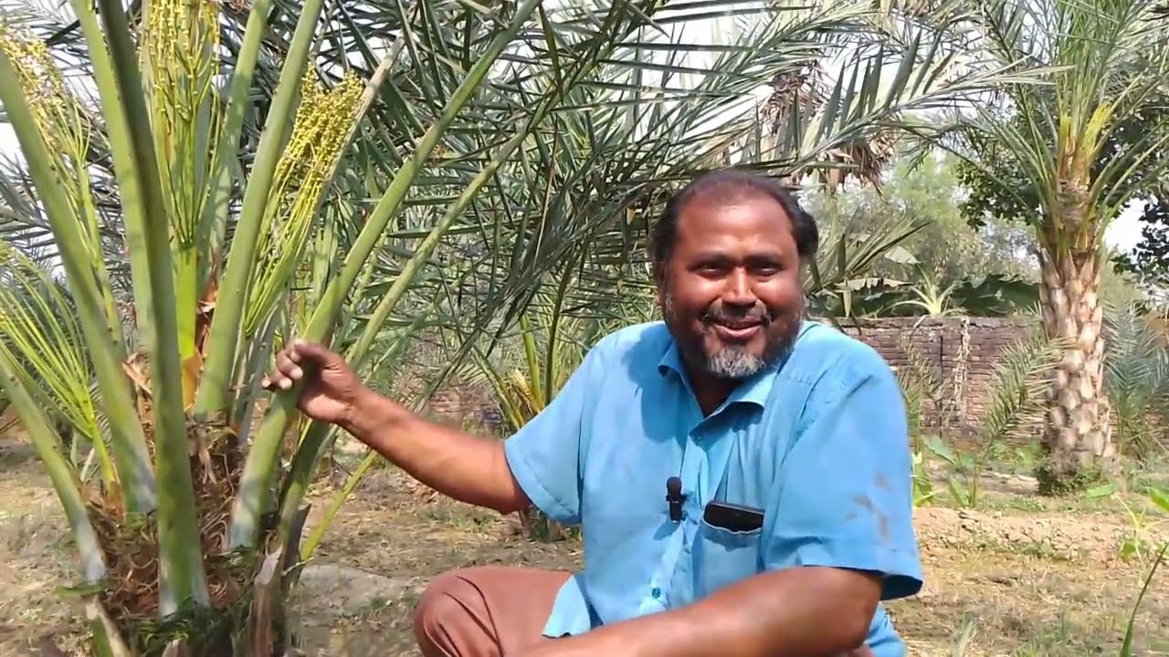 বাংলাদেশ সর্ব প্রথম সৌদি খেজুর চাষি | খেজুর মোতালেব | ভালুকা, ময়মনসিংহ |