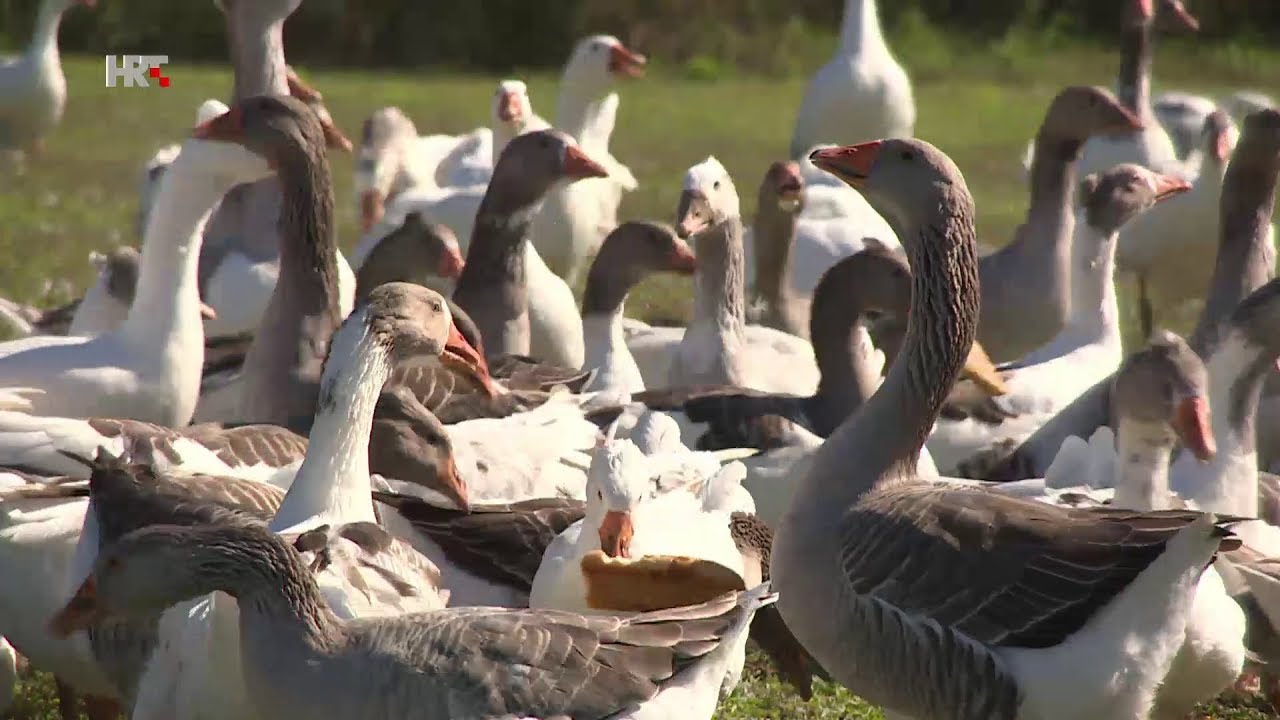 Sakupljači perja | Plodovi zemlje