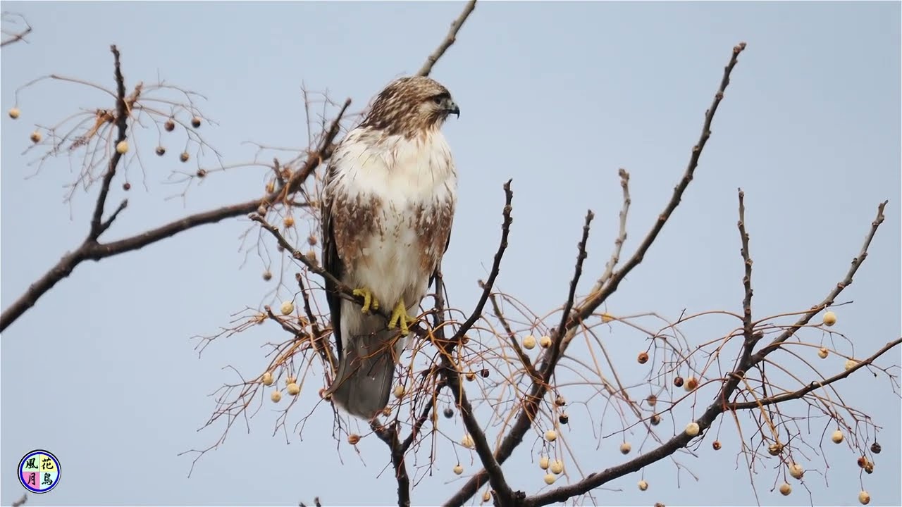 野鳥動画　川沿いの道路でノスリ＆チョウゲンボウ