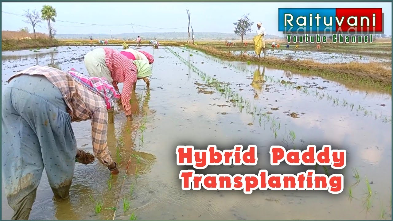 hybrid paddy transplanting | farming whatsapp status | male female | raituvani