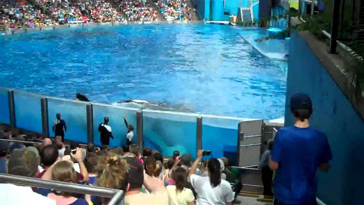 Tilikum Returns to Shamu Stadium