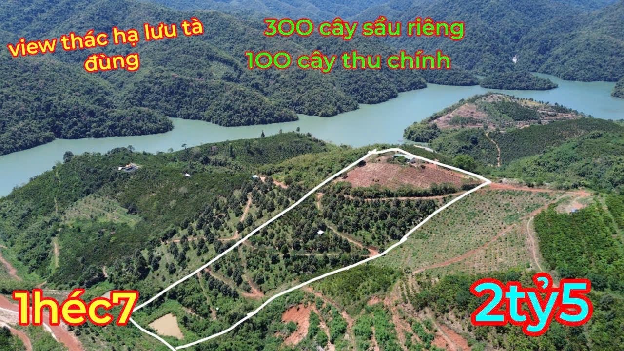 Bán 1,7 HÉC Đất Vườn Sầu Riêng,Cà Phê đang thu mạnh,VIEW đẹp tuyệt vời ở hạ lưu Hồ Tà Đùng,2 TỶ 5