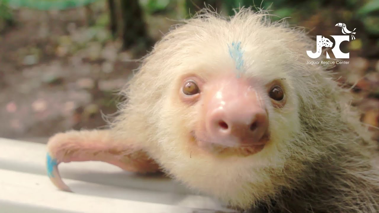 Jaguar Rescue Center l International Sloth Day