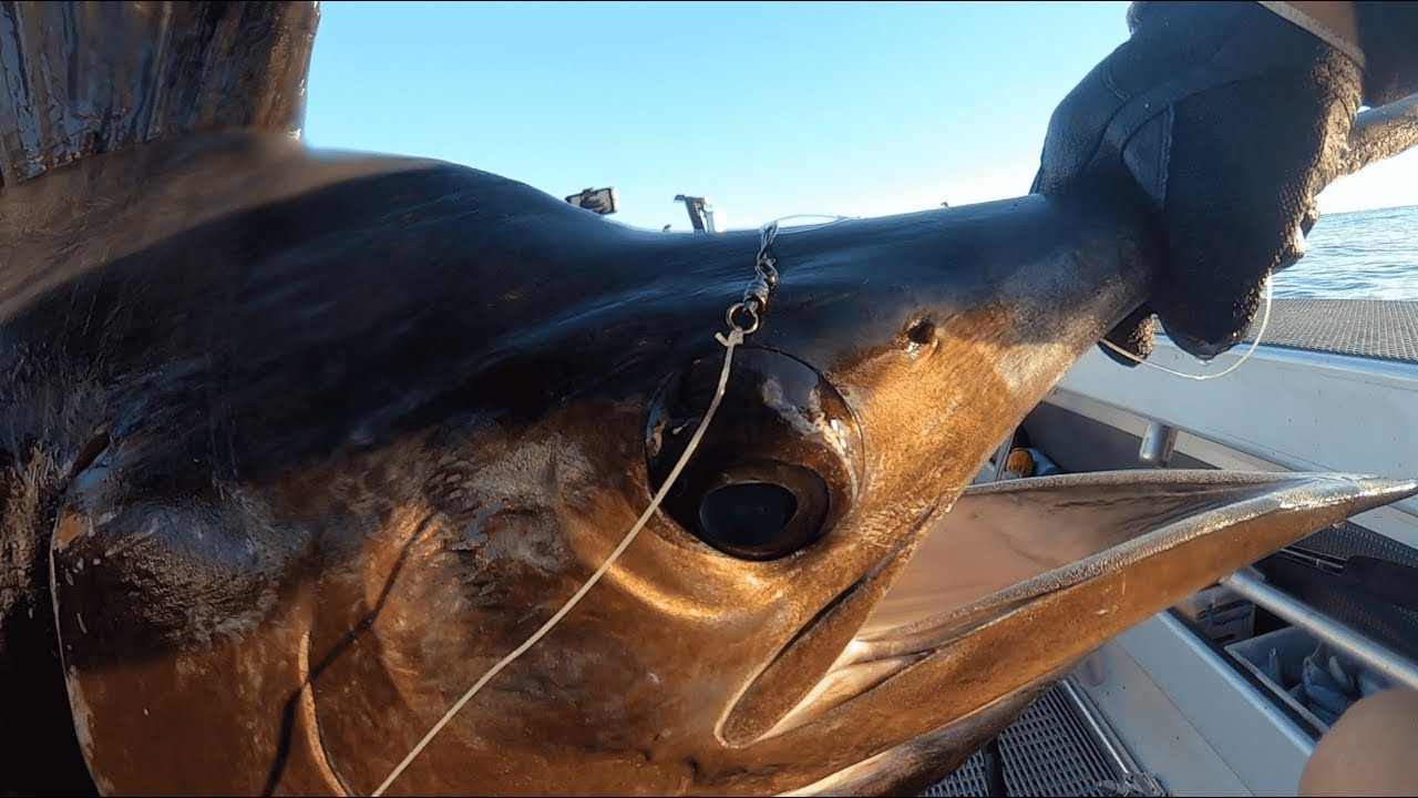 LIVE BAITING BILLFISH | Off Mooloolaba.