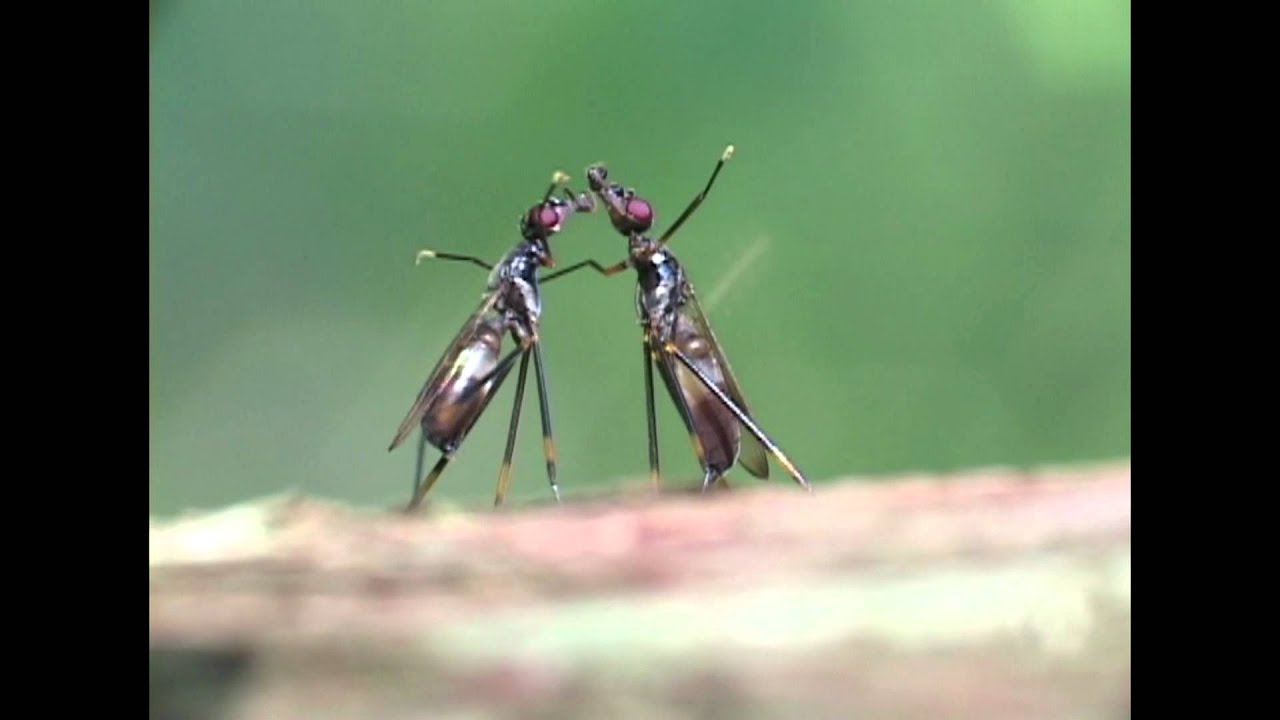 Aggressive display in the fly 2　ケンカをするヤセたハエ ２