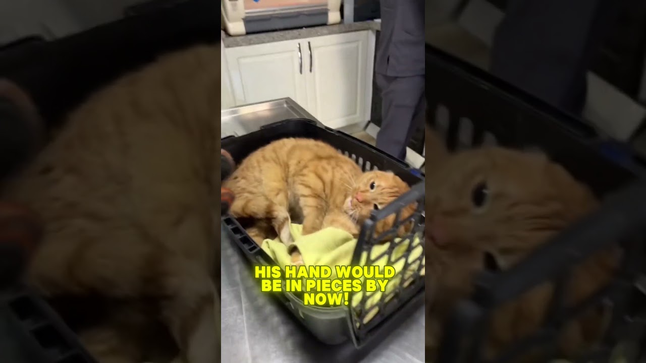 Why Cats Hate the Vet: A Hilarious and Terrifying Experience!