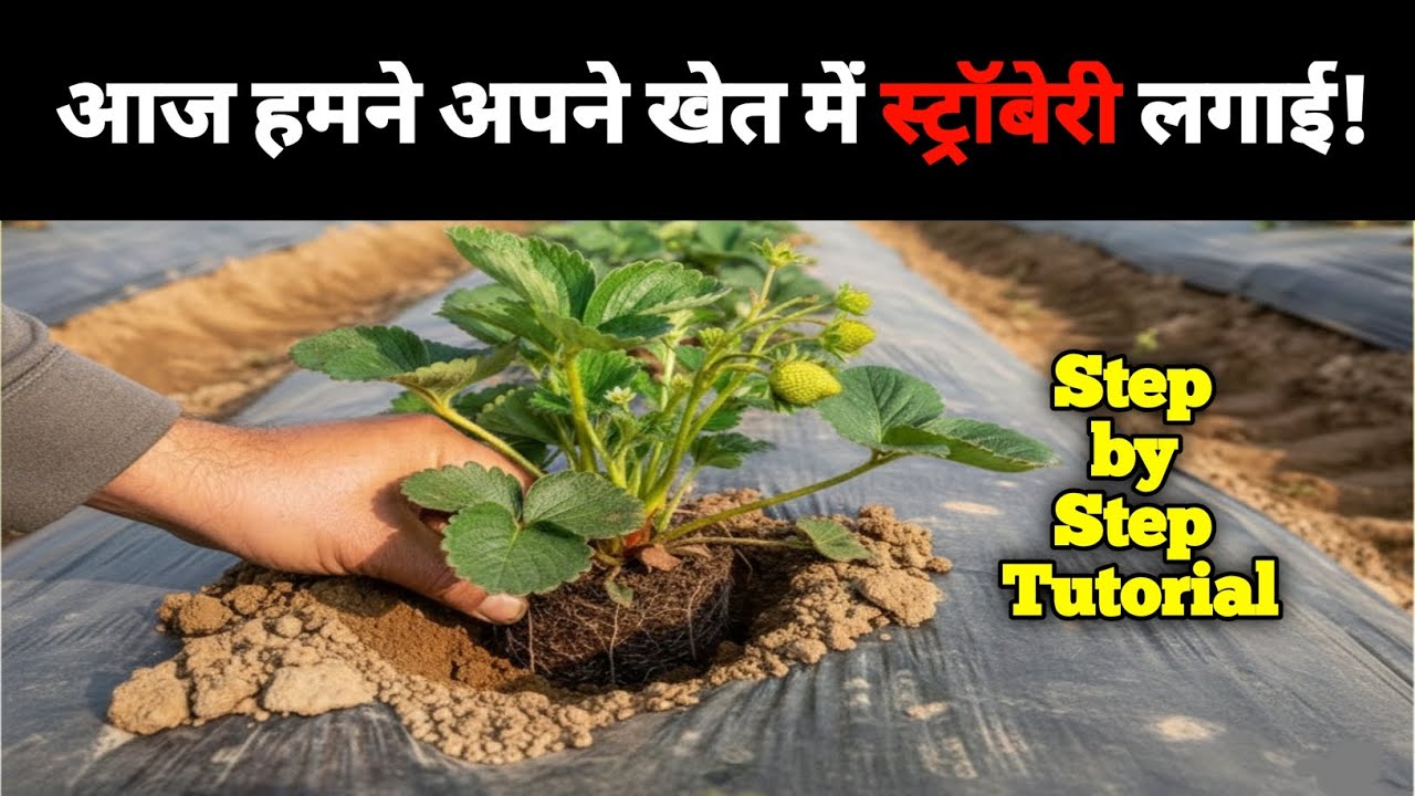 आज हमने अपने खेत में स्ट्रॉबेरी लगाई! (Step by Step Tutorial) #strawberry🍓🍓 #anythingwithrkverma 