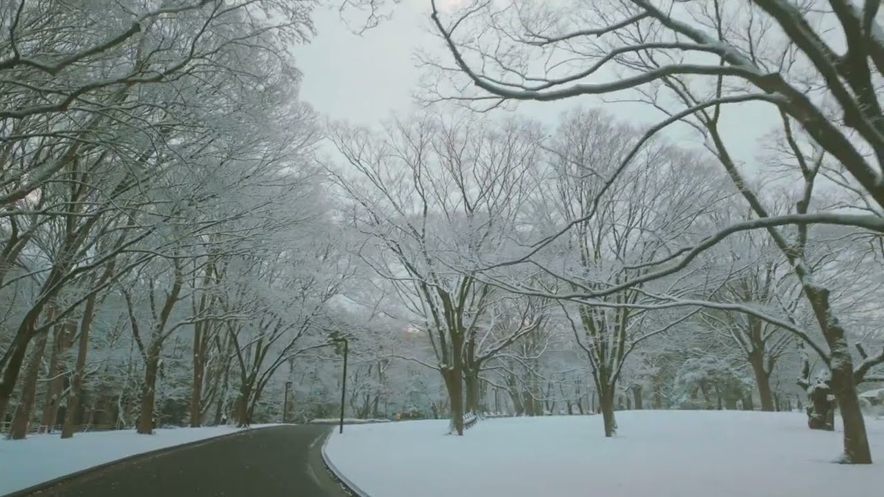 Tokyo Snow Walk: Early Morning in Yoyogi Park (4K, No Talking)