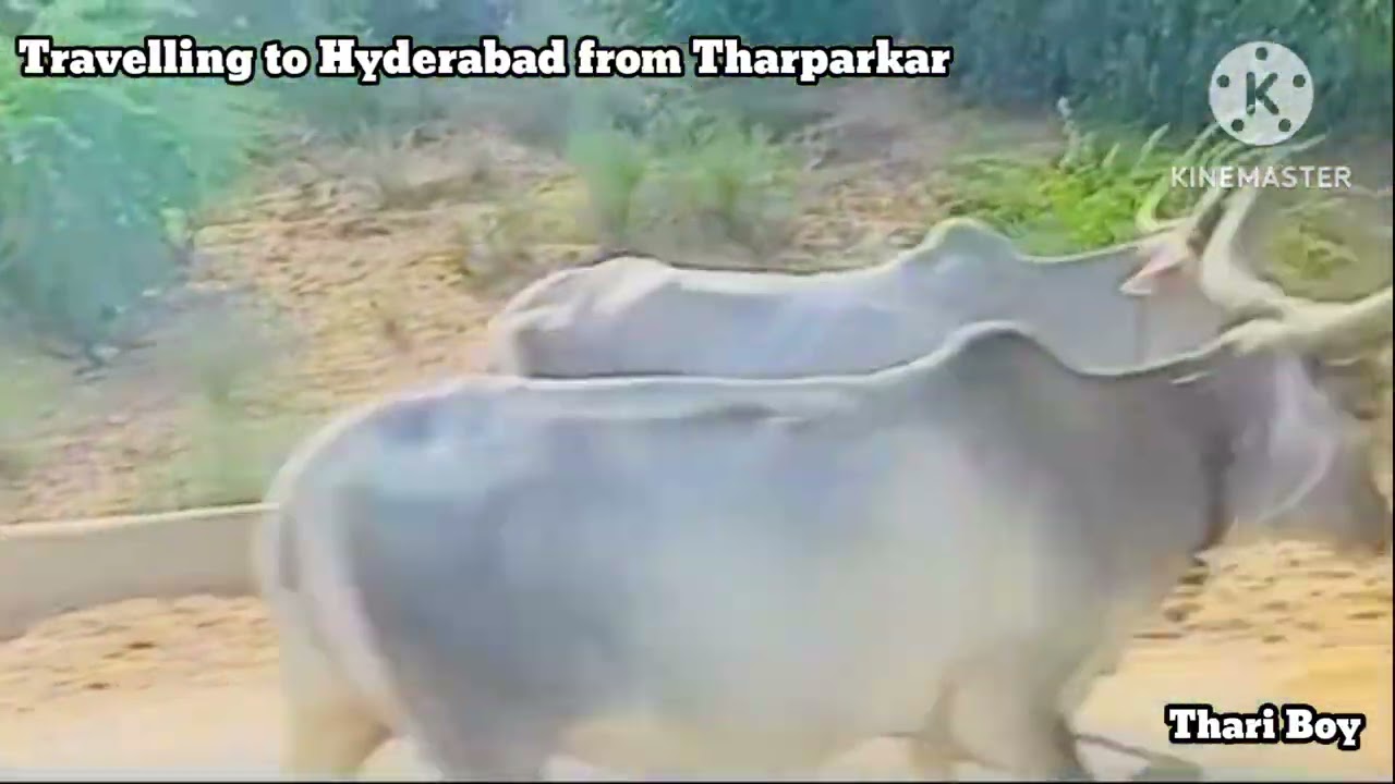 Vlog 03 | Travelling to hyderabad from Tharparkar | MAKHNA song 🎵 ♥️ 