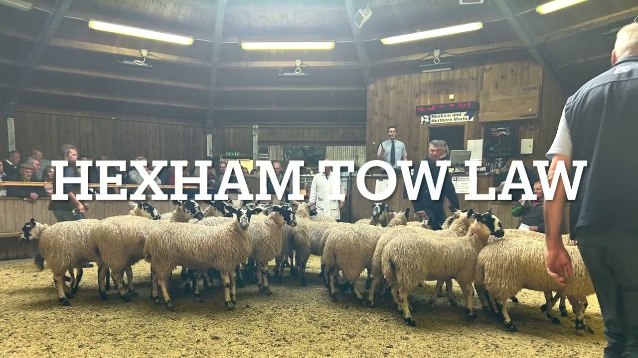 Hexham, Tow Law Sale 2023