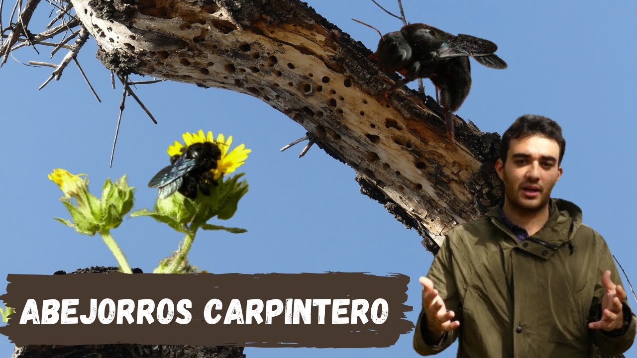De Tronco Muerto a Mansion de Insectos |  Abejorros Carpintero.