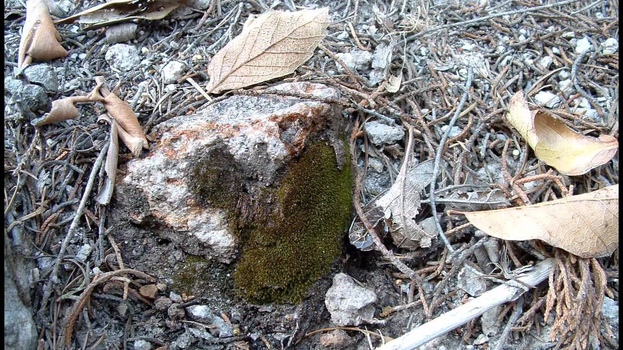 It's Alive! Biological Soil Crusts in the Sonoran and Chihuahuan Deserts