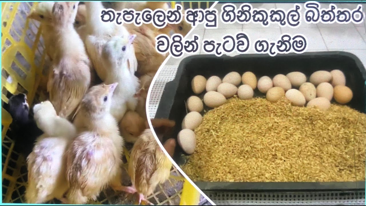 ගිනි කුකුල් බිත්තර බිත්තර රැක්කවිම#ගිනිකුකුල් පාලනය#කුකුල් ෆාම්#වටු ෆාම්