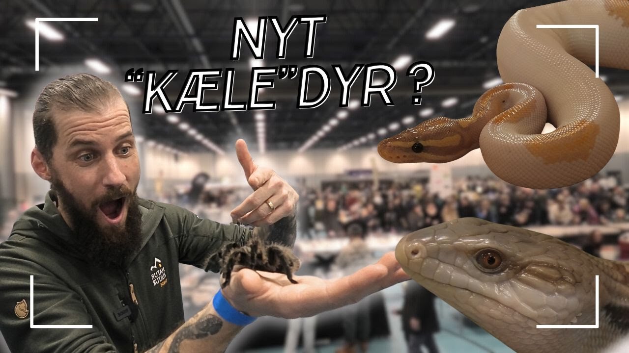 PÅ REPTILMESSE - TUSINDVIS AF DYR // NATURNØRD 656