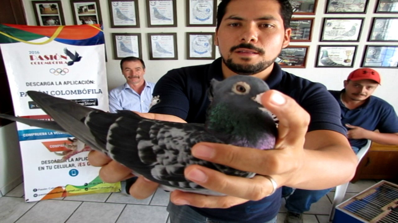Conoce como Desinfectan el Palomar de Rafael Alvarez Campeón Metropolitano ACCDG La Zarca Dgo 580 km