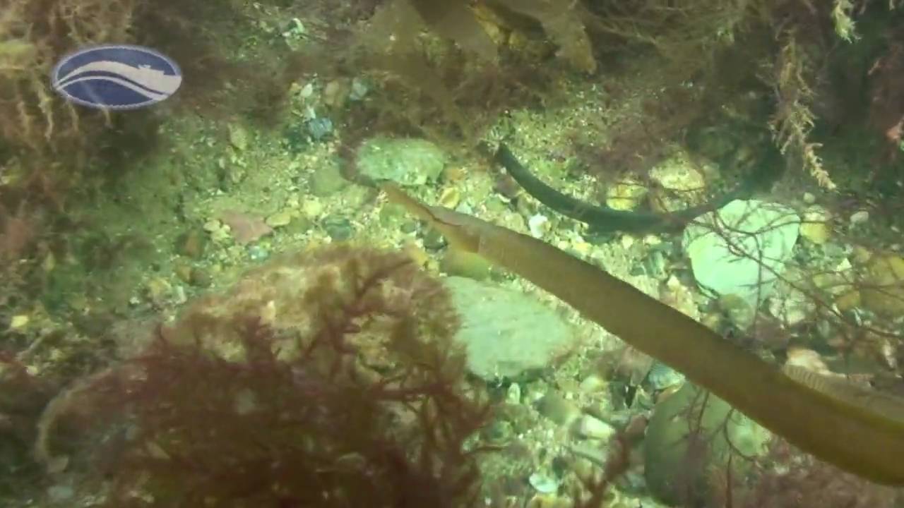 Diving under Swanage Pier