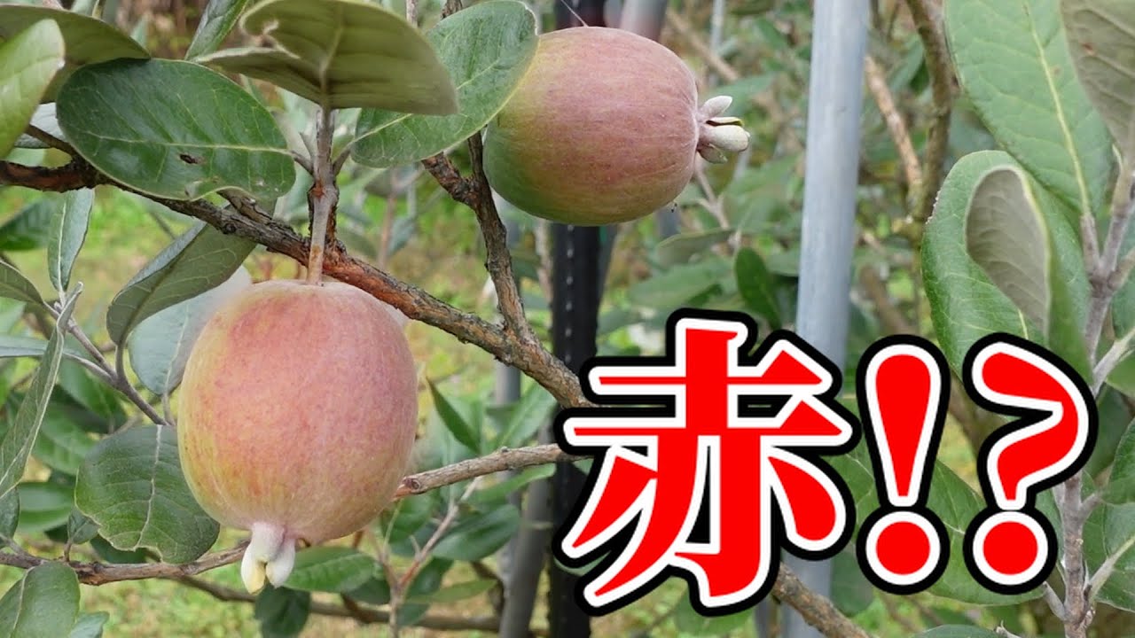 フェイジョア園の様子。2022/11/15。トラスクが赤くなった。【Naoto's Feijoa Garden】