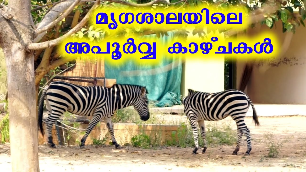 മൈസൂർ മൃഗശാലയിലെ കാണാകാഴ്ചകൾ.. Mysore Zoo