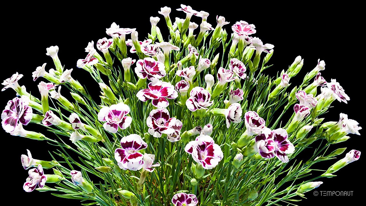 Carnation Flowering Timelapse
