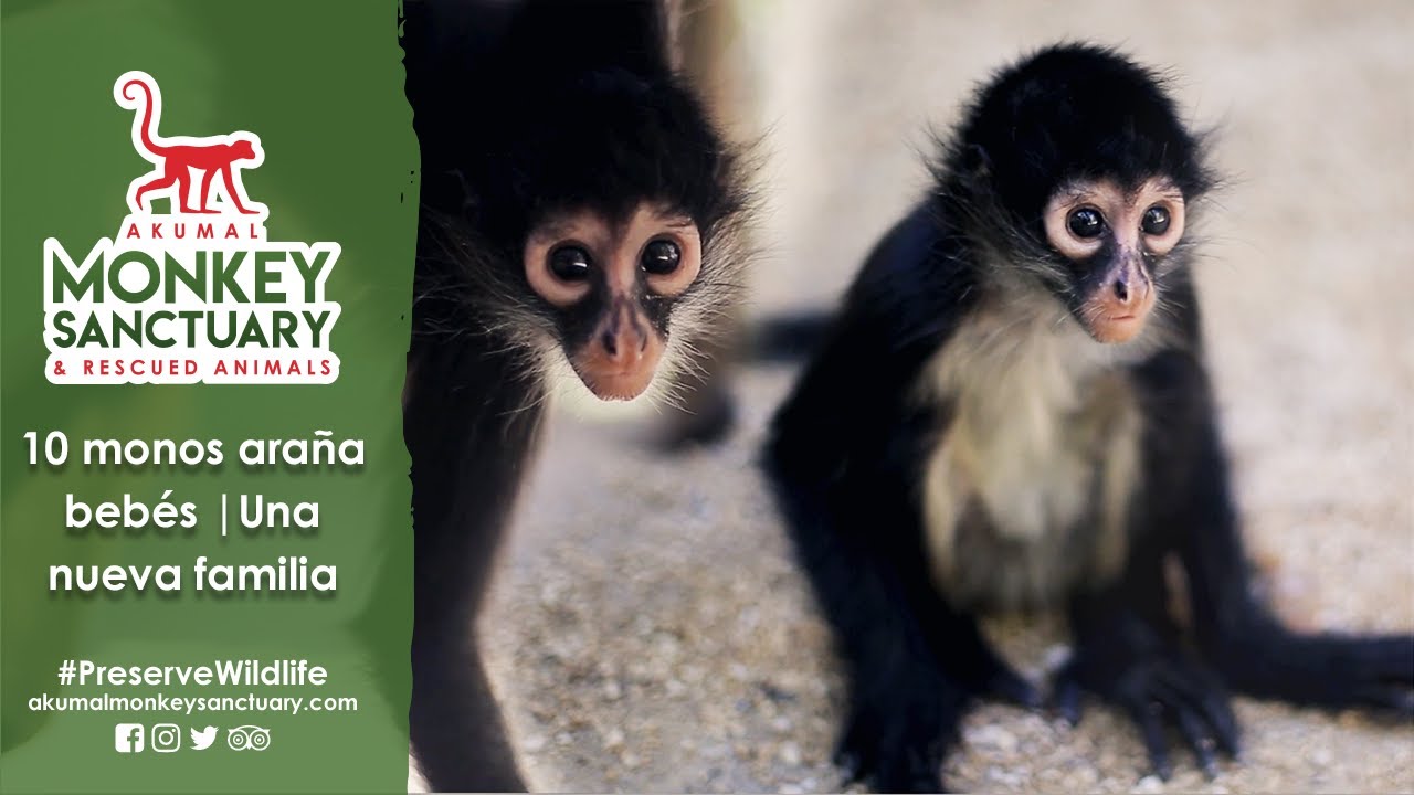 Logramos crear una nueva familia de 10 monos araña bebés y juveniles en Akumal Monkey Sanctuary